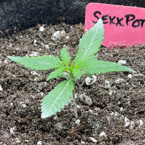 Sexxpot #2 growlog timeline photo