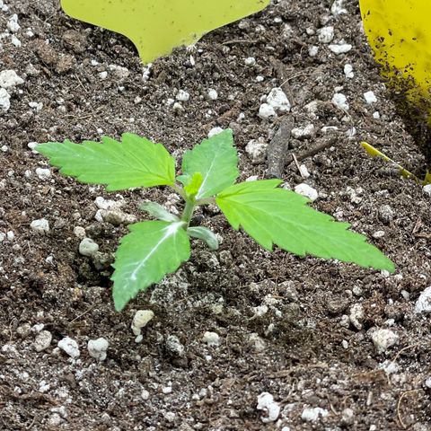Gelato #1 growlog timeline photo