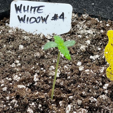 White Widow #4 growlog timeline photo