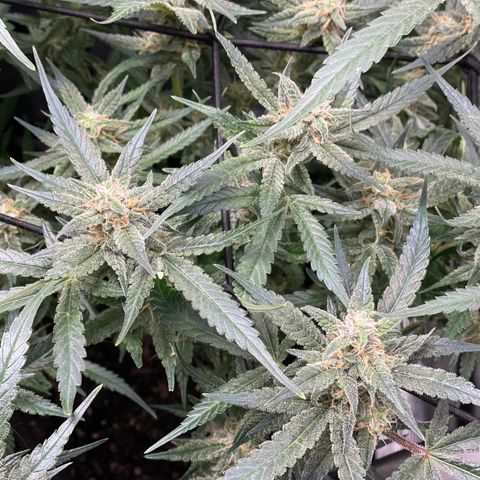 Cinderella #1 growlog timeline photo