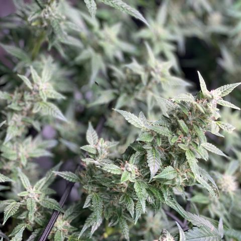 Do-Si-Dos #1 growlog timeline photo