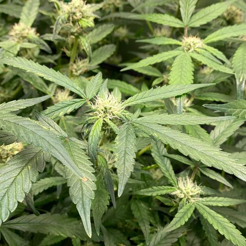Bruce Banner #1 growlog timeline photo