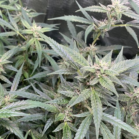 Moonshine Cookies growlog timeline photo
