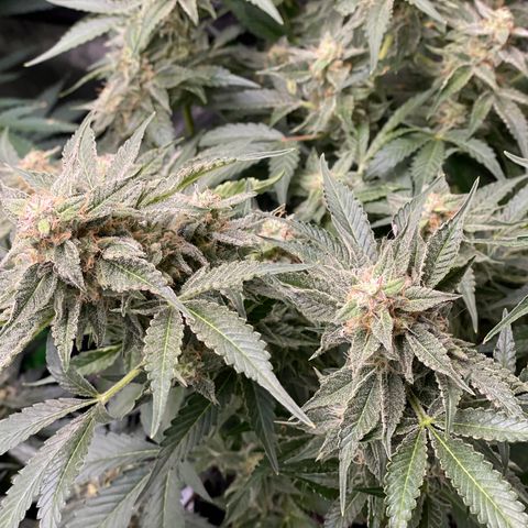 Growlog-Zeitleistenfoto von White Widow #1
