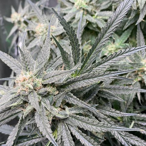 White Widow #2 growlog timeline photo