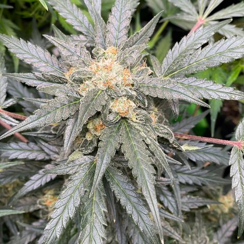 Sexxpot #1 growlog timeline photo