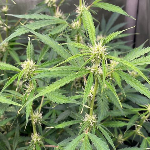 Milky Way - Variegated growlog timeline photo