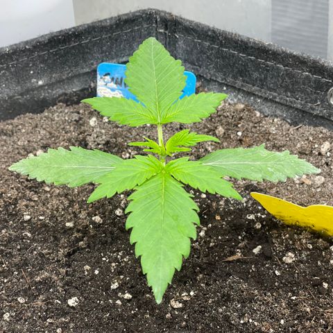 Cinderella #2 growlog timeline photo