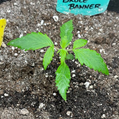 Bruce Banner #2 growlog timeline photo
