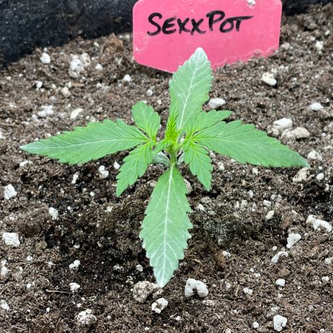 Sexxpot #2 growlog timeline photo