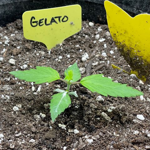 Gelato #1 growlog timeline photo