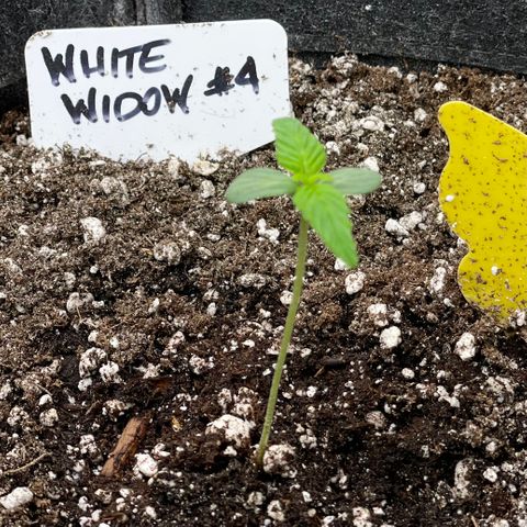 White Widow #4 growlog timeline photo