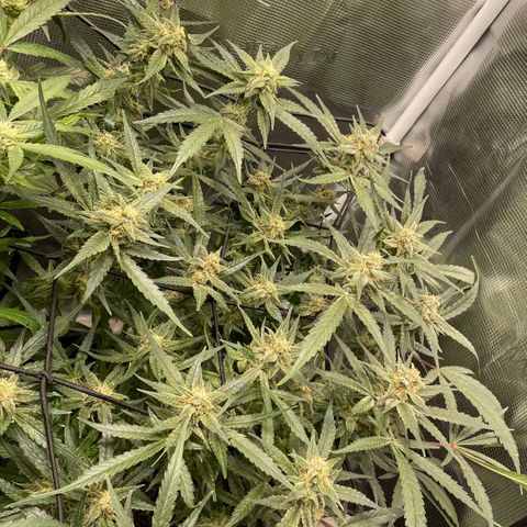 Cinderella #1 growlog timeline photo