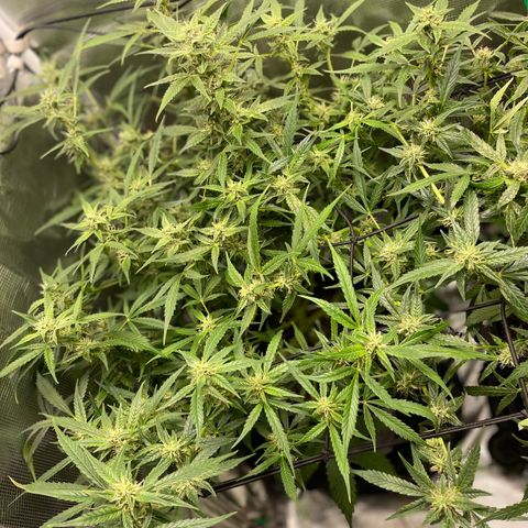 Moonshine Cookies growlog timeline photo