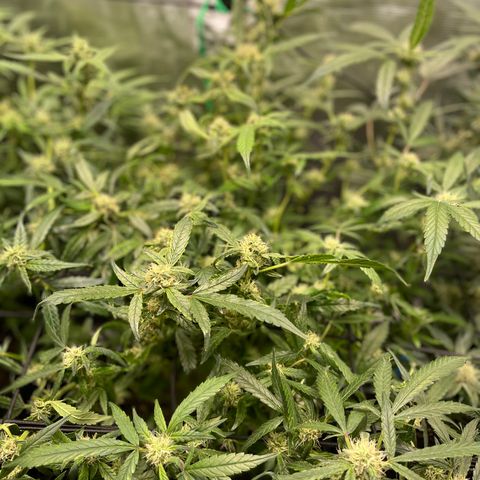 Bruce Banner #1 growlog timeline photo