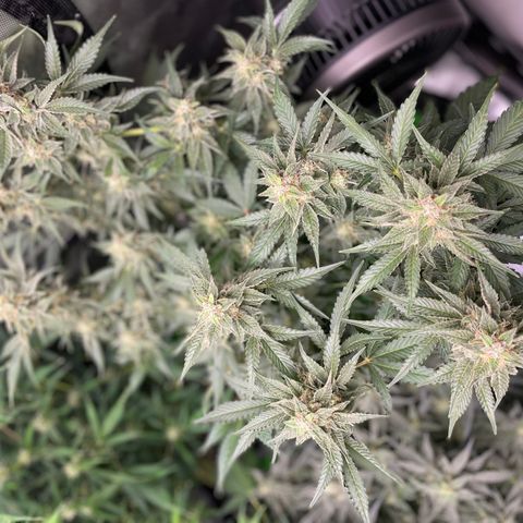 Growlog-Zeitleistenfoto von White Widow #1