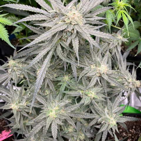 White Widow #2 growlog timeline photo