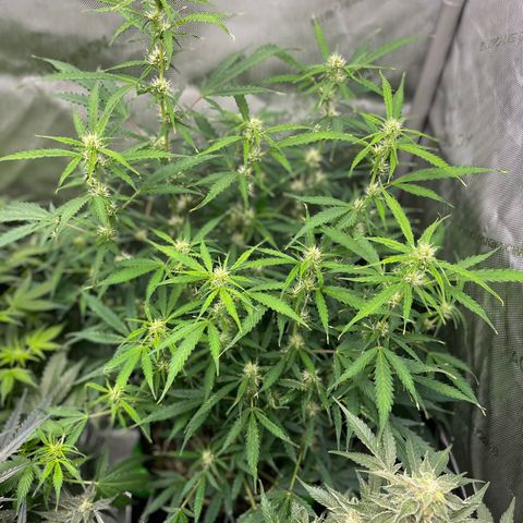 Milky Way - Variegated growlog timeline photo
