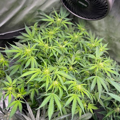 Blue Knight #1 growlog timeline photo