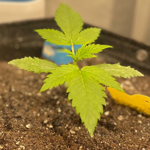 Cinderella #2 growlog timeline photo