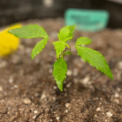 Bruce Banner #2 growlog timeline photo
