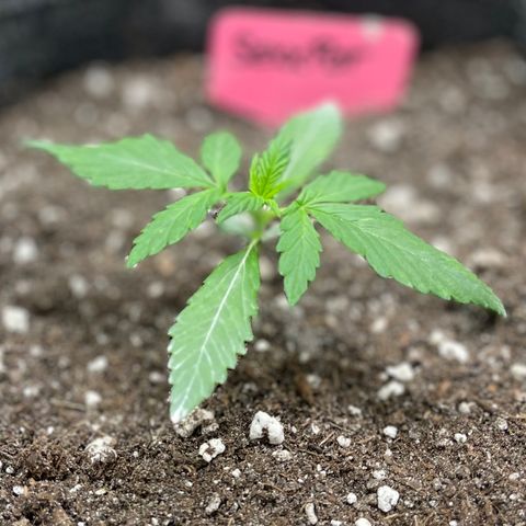 Sexxpot #2 growlog timeline photo