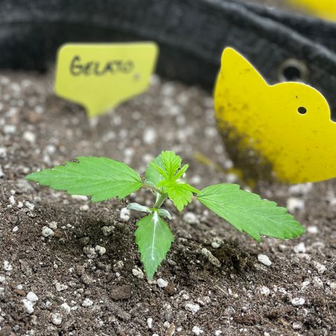 Gelato #1 growlog timeline photo