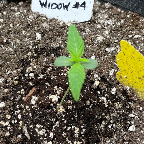 White Widow #4 growlog timeline photo