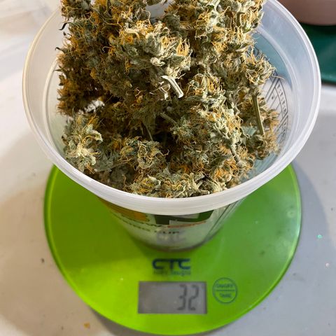 White Widow #3 growlog timeline photo