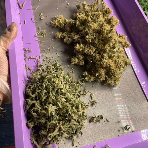 White Widow #3 growlog timeline photo