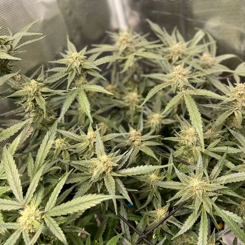 Cinderella #1 growlog timeline photo