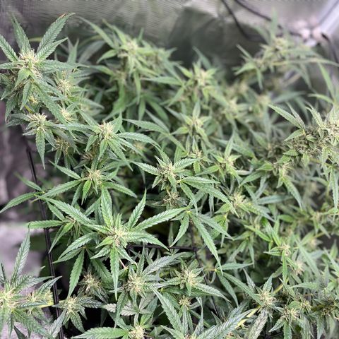 Moonshine Cookies growlog timeline photo