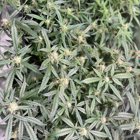 Bruce Banner #1 growlog timeline photo