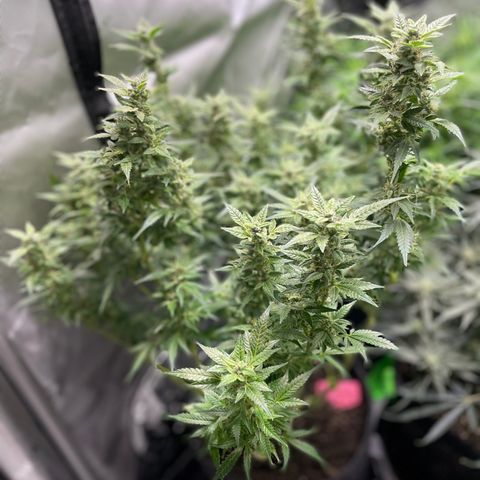 Do-Si-Dos #1 growlog timeline photo