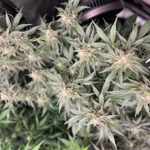 Growlog-Zeitleistenfoto von White Widow #1