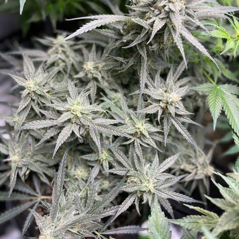 White Widow #2 growlog timeline photo