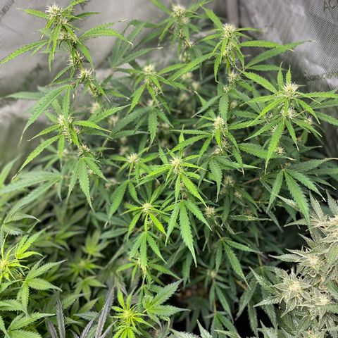Milky Way - Variegated growlog timeline photo