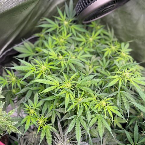 Blue Knight #1 growlog timeline photo
