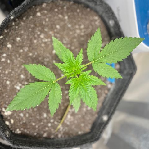 Cinderella #2 growlog timeline photo