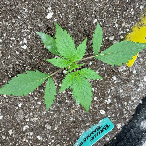 Bruce Banner #2 growlog timeline photo
