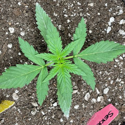 Sexxpot #2 growlog timeline photo