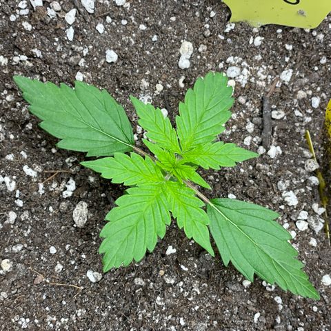 Gelato #1 growlog timeline photo