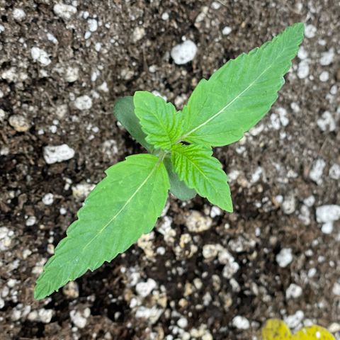 White Widow #4 growlog timeline photo
