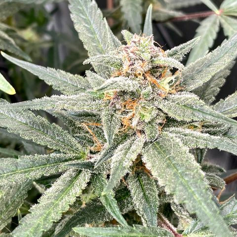 Cinderella #1 growlog timeline photo