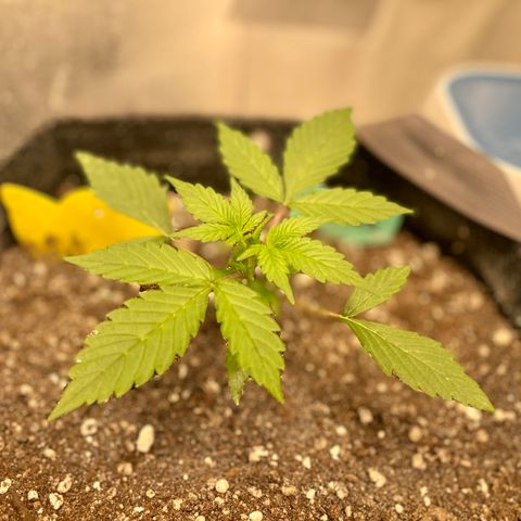 Bruce Banner #2 growlog timeline photo