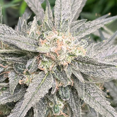White Widow #2 growlog timeline photo