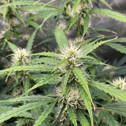Milky Way - Variegated growlog timeline photo