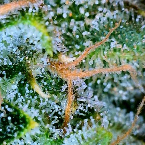 White Widow #2 growlog timeline photo