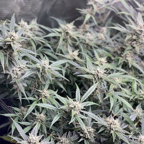 Moonshine Cookies growlog timeline photo