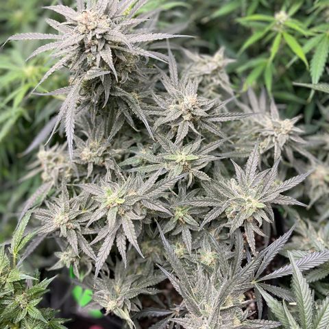 White Widow #2 growlog timeline photo